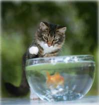 Kitten and Fish