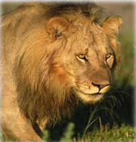 lion